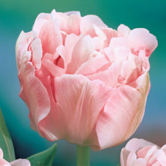 Lalele duble ”Angelica” imagine 4