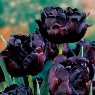 Lalele duble ”Black Hero” imagine 5