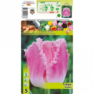 Lalele Dallas imagine 1