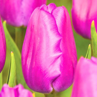 Lalele Holland Beauty imagine 8