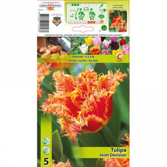 Lalele Joint Devision imagine 13