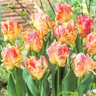 Lalele Libretto Parrot imagine 18