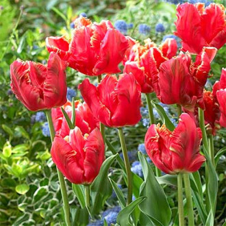 Lalele Lucky Parrot imagine 14