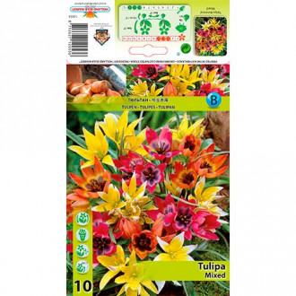 Lalele pitice mix multicolor imagine 2