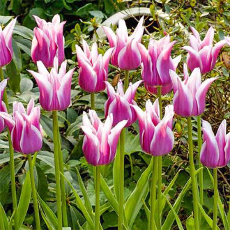 Lalele tip crin Ballade imagine 3