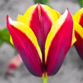 Lalele Triumph Gavota imagine 9