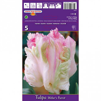 Lalele Weber's Parrot imagine 6