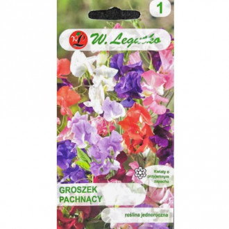 Lathyrus odoratus (Sângele voinicului) mix multicolor imagine 17