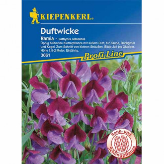 Lathyrus odoratus (Sângele voinicului) Ramia imagine 10