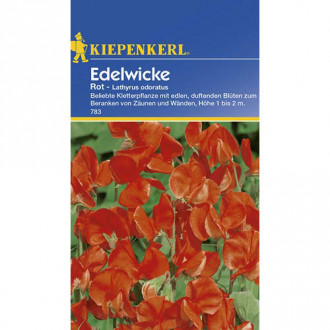 Lathyrus odoratus (Sângele voinicului) roșu Kiepenkerl imagine 13
