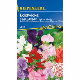 Lathyrus odoratus (Sângele voinicului) Royal, mix multicolor Kiepenkerl imagine 11