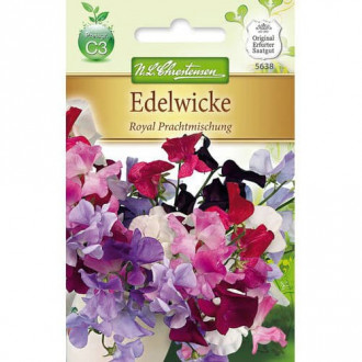 Lathyrus odoratus (Sângele voinicului) Royal, mix multicolor imagine 12