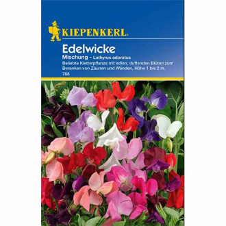 Lathyrus odoratus (Sângele voinicului) Unicorn, mix multicolor imagine 3