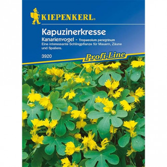 Латинка Kanarienvogel изображение 14