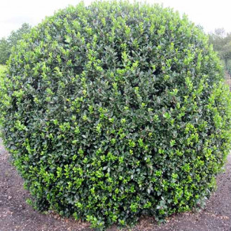 Laur Blue Prince imagine 12