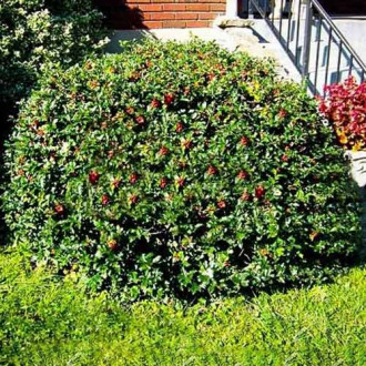 Laur Blue Princess imagine 17