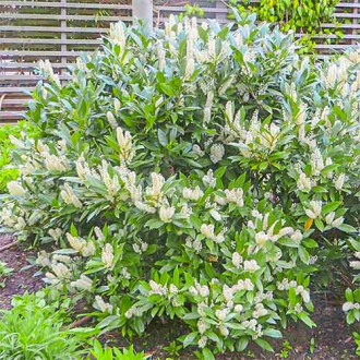 Laur englezesc Van Nes imagine 2