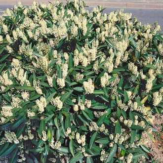 Laur englezesc Zabeliana imagine 4