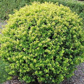 Laur Glorie Dwarf imagine 16