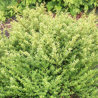 Laur Glorie Dwarf imagine 18