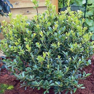 Laur Glory Gem imagine 7