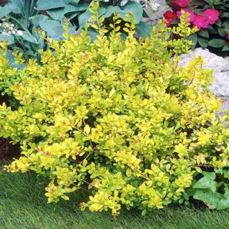 Laur Goldem Gem imagine 3