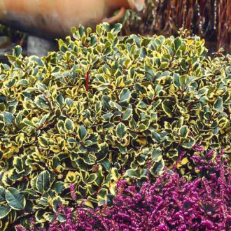 Laur Golden King imagine 10