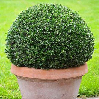 Laur Green Hedge imagine 1