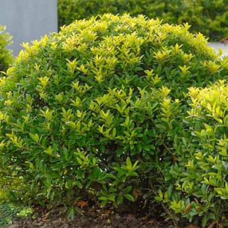 Laur Green Lustre imagine 6