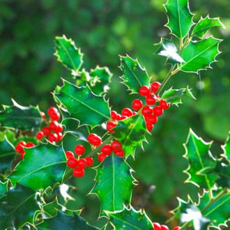 Laur Heckenpracht imagine 8