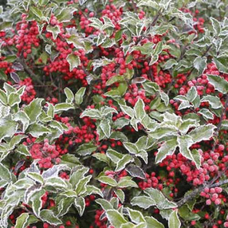 Laur (Ilex) Blue Princess, C2 imagine 2