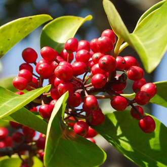 Laur (Ilex) Red Dot imagine 1