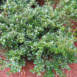 Laur Samurai imagine 11