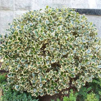 Laur Silver Queen imagine 14