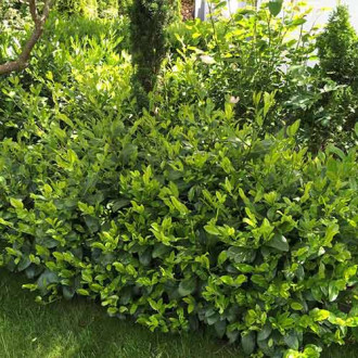 Laurocireș Cherry Brandy imagine 2