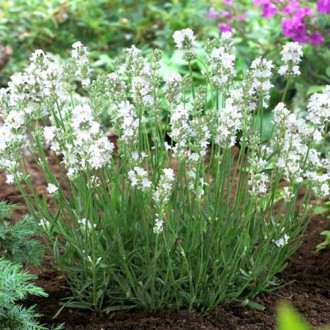 Lavandă Arctic Snow imagine 14