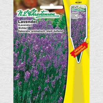 Lavandă Echter imagine 10