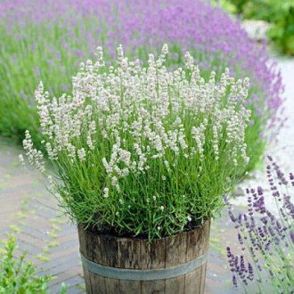 Lavandă Elegance Ice imagine 17