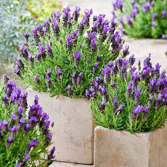 Lavandă Munstead imagine 8