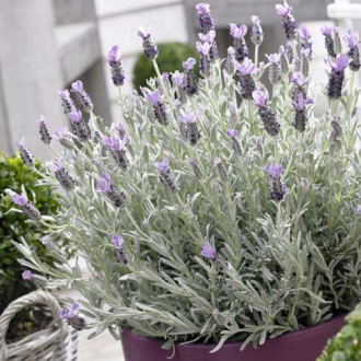 Lavandă Silver Mist imagine 16