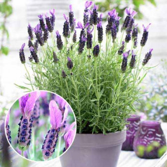 Lavandă Victory imagine 6