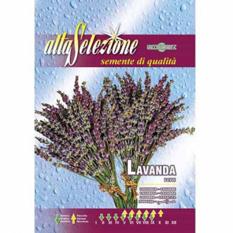 Лавандула Morami изображение 10