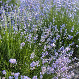 Лавандула обикновена Granny's Bouquet, P9 изображение 9