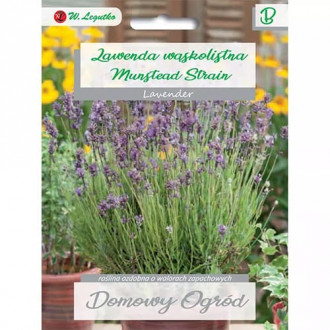 Лавандула теснолистна Munstead Strain изображение 6