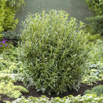 Лавровишна (Prunus laurocerasus) Sofia PBR, С3 изображение 6