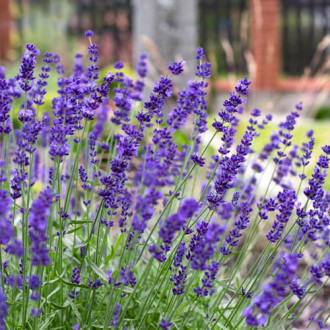 Lawenda wąskolistna Hidcote, P9 interface.image 8