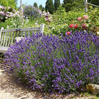Lawenda wąskolistna Hidcote interface.image 12