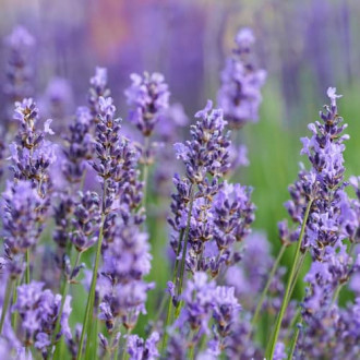 Lavandă Sensational, P9 imagine 13