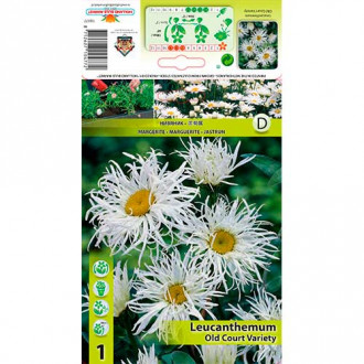 Маргаритка Old Court Variety изображение 4