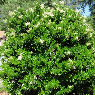 Lemn câinesc Massif imagine 1